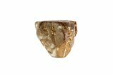 Partial Triceratops Shed Tooth - Montana #72503-1